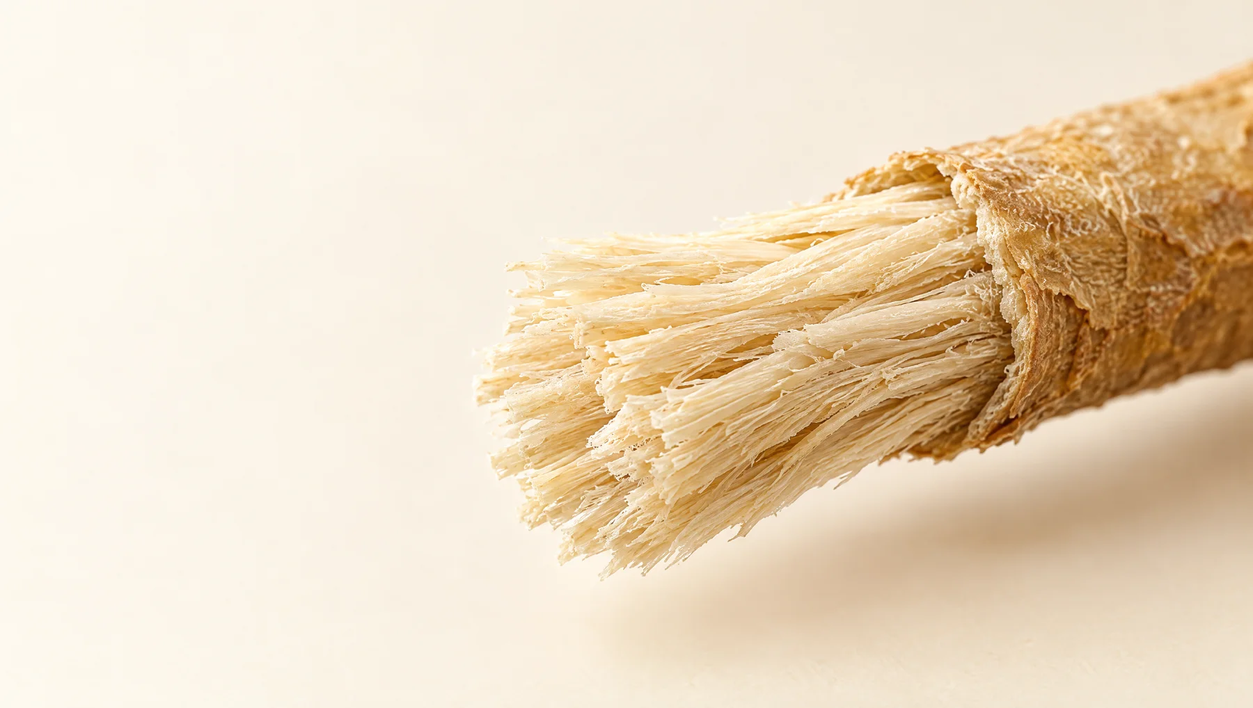 Gros plan sur les fibres naturelles d'un siwak mâchonné